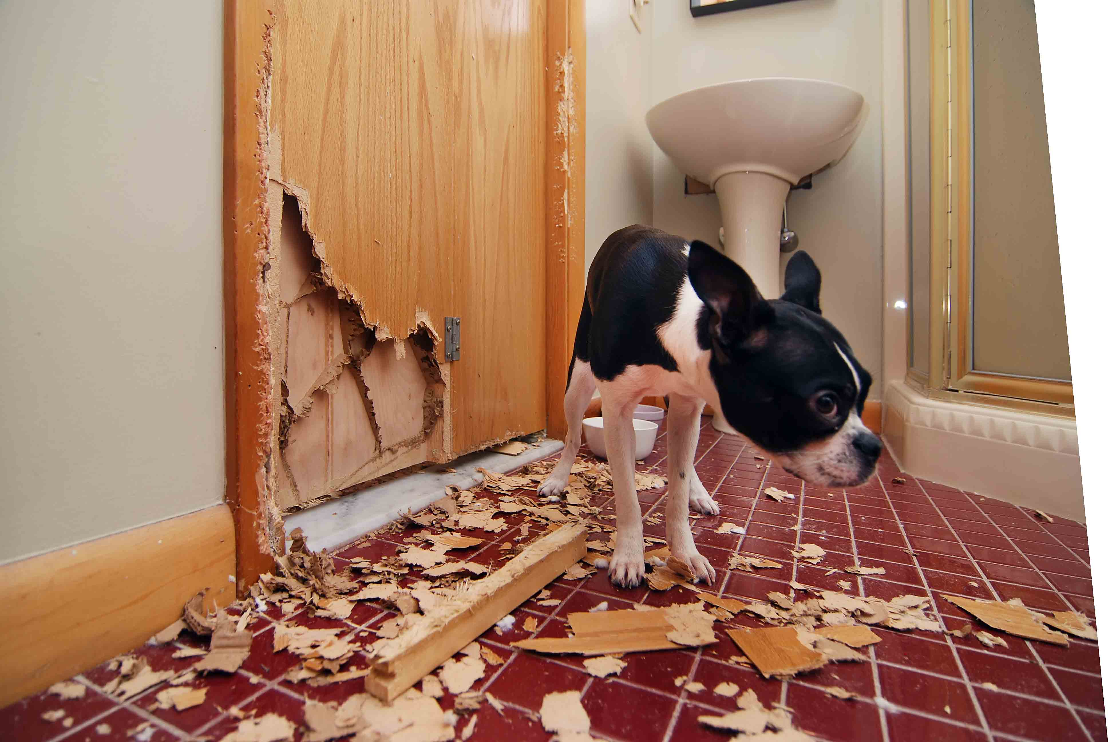 Sad dog beside a shattered door