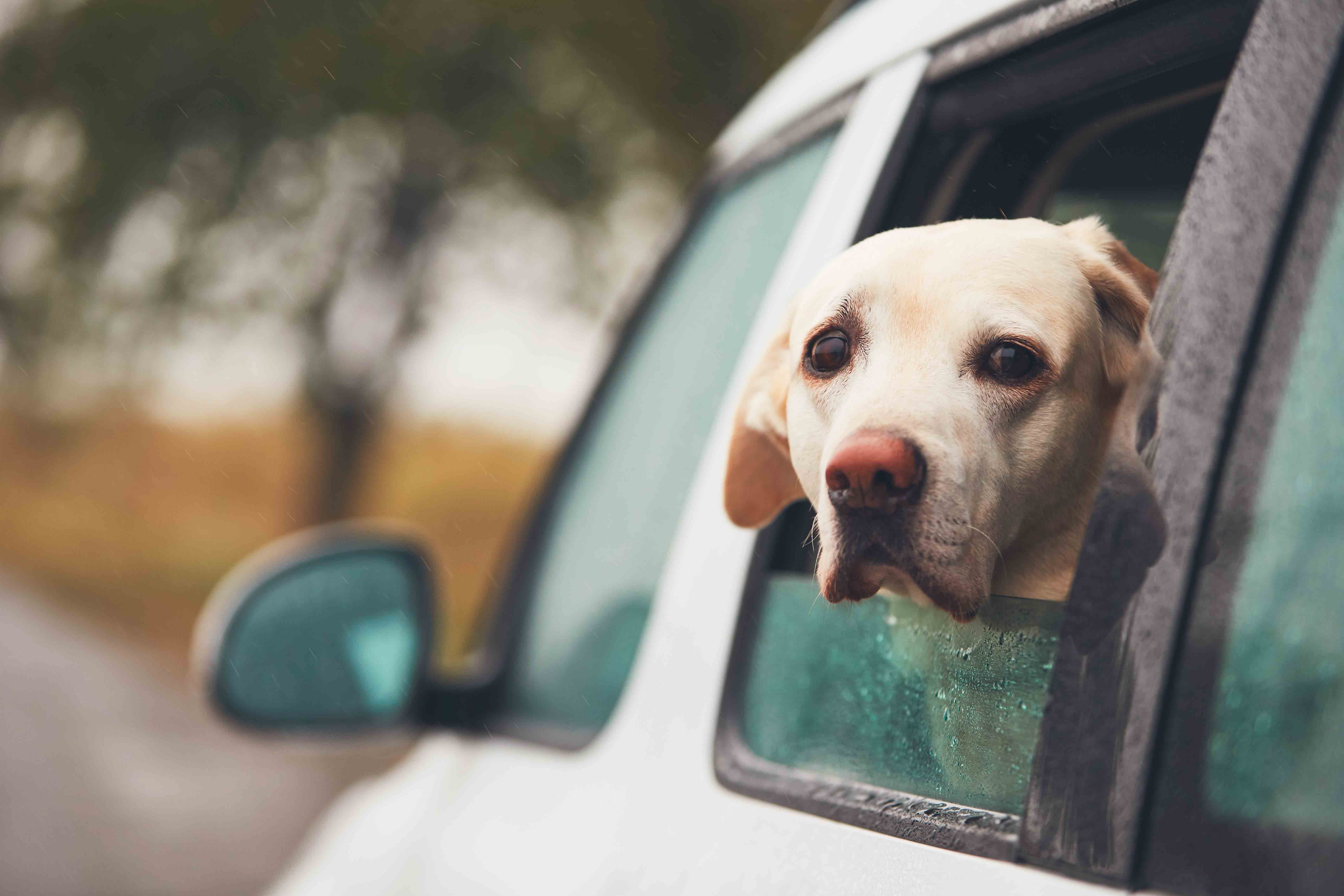 Car Ride training for the scaredy dog - Las Vegas based dog trainer