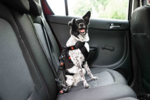 Car ride training belt for dogs - proper and safe restraint options and methods for a safe trip