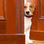 Having guests over when your dog is a scaredy dog - dog training tips