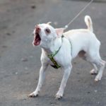 Leash reactivity and dog training to get to peaceful walks - dog training tips from Scaredy Dog LV