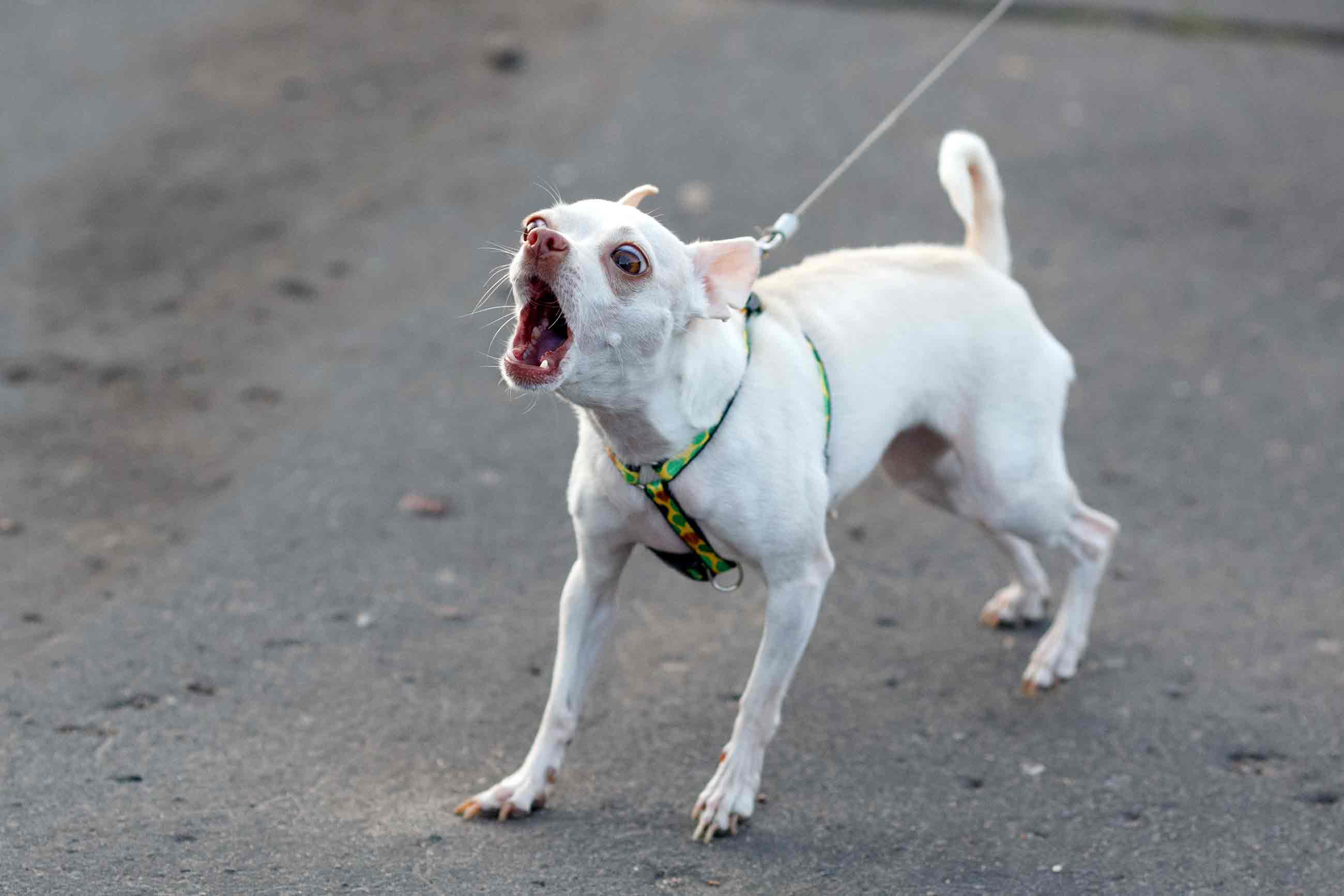 leash reactivity for scaredy dogs - how to leash train your dog