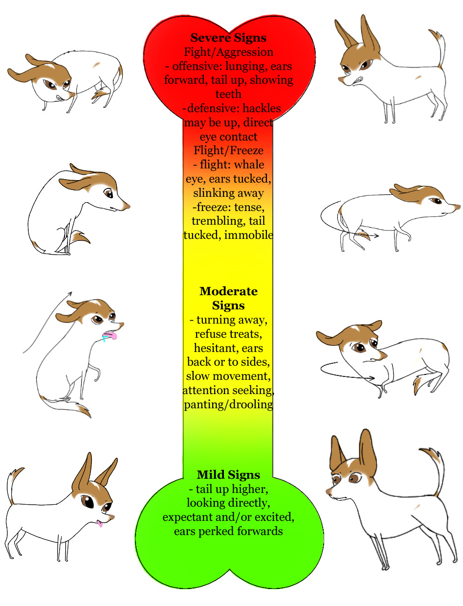 FAS guide for scared and timid dogs - how to take my dog to the vet