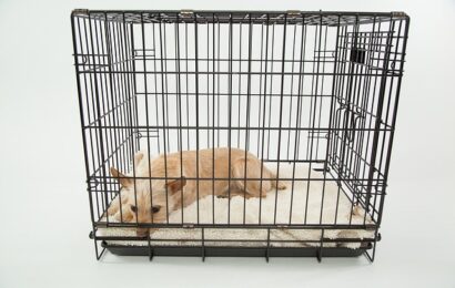 How to crate train your dog