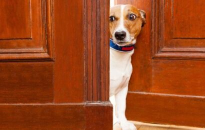 Having guests over when your dog is a scaredy dog - dog training tips