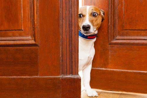 Having guests over when your dog is a scaredy dog - dog training tips