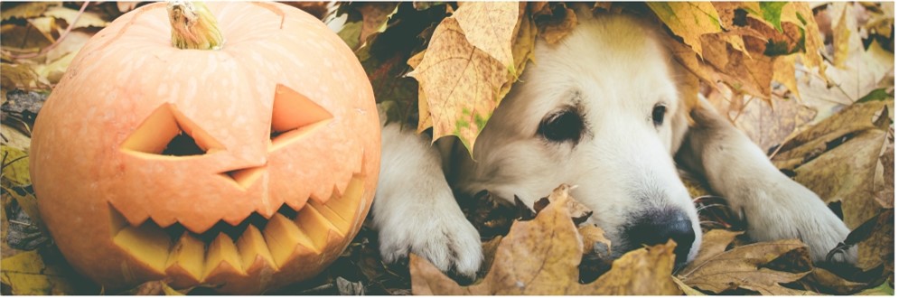 Golden Retriever wearing a witch hat and laying with a pumpkin - How to handle halloween with your scaredy dog - dog training tips