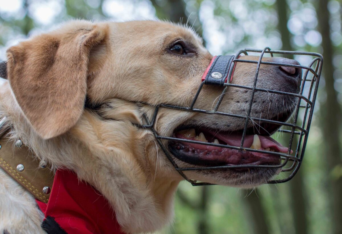 Retriever dog wearing a metal caged muzzle for muzzle training