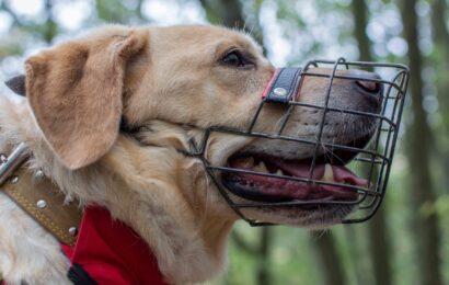 Retriever dog wearing a metal caged muzzle for muzzle training