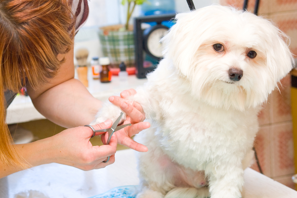 Groomer visit for a scaredy dog - how to help a scaredy dog through the stress of seeing the groomer