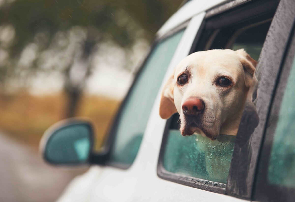 Car Ride training for the scaredy dog - Las Vegas based dog trainer