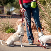 sitting-dog-on-leash-opt