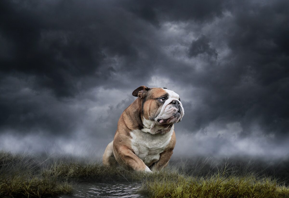 Braving the storm - how to prepare your dog for a thunderstorm